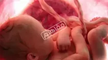ماهي المراحل الجنينية المختلفة للجنين في بطن أمه؟