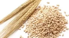 أهم فوائد الشعير المغلي لصحة الجسم
