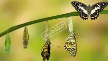 ما هي مراحل نمو الفراشة في علم الحشرات؟