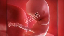 الاسبوع الخامس عشر من الحمل: كيف يكون الجنين؟