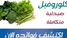 فوائد الكلوروفيل واستخداماته وأضراره ومصادره الطبيعية