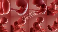 ما هي مراحل نمو الجنين داخل الرحم؟