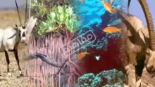 تنوع الكائنات الحية ونظريات تنصيفها