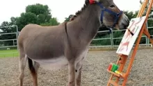 ما اسم أنثى الحمار في اللغة العربية، ومعلومات هامة عنه