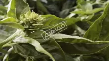 منافع الريحان الصحية وأضراره