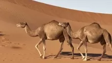 مفهوم تكيف الكائنات الحية مع البيئة