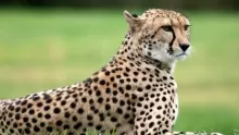 ما موطن حيوان الفهد ؟ وما هي طريقة صيده ؟
