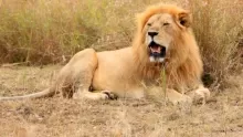 أهم معلومات عن الأسد وحياته في الغابات
