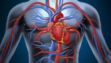 ما وظيفة جهاز الدوران وما هي مكوناته وآلية عمله؟