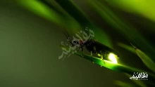 أنواع الحشرات المضيئة