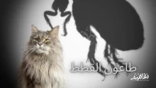 متى تظهر أعراض طاعون القطط؟ وما مدة الشفاء من طاعون القطط؟
