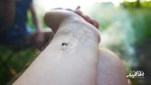 بحث عن أشهر أنواع الحشرات الناقلة للأمراض