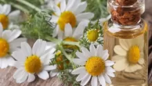 فوائد زيت البابونج للشعر والبشرة وأهم المعلومات عنه