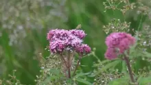 ما هي فوائد وأضرار عشبة الناردين المخزني؟