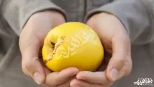 متى موسم السفرجل في السعودية؟ ومتى ينضج؟ وما فوائده للجنس؟
