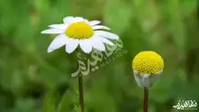 أبرز فوائد البابونج التجميلية والصحية