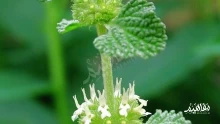 عشبة الفراسيون الأبيض وفوائدها واستخداماتها