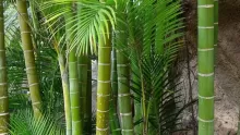 موطن شجرة البامبو الأصلي: أنواعها ومواصفاتها وفوائدها