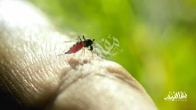 أسباب الإصابة حمى الضنك وأعراضها.. طرق فعالة لتجنب الإصابة  بحمى الضنك
