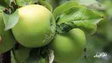 ما هي فوائد التفاح الأخضر على صحتك وجمالك؟