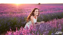 معلومات حول زهرة اللافندر