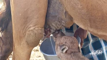 ما هي فوائد شرب حليب الابل للحامل والأطفال؟ وهل له أضرار؟
