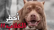 قائمة أشرس وأخطر أنواع الكلاب في العالم