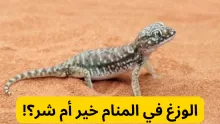 تفسير حلم الوزغ للحامل ونوع الجنين