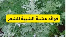ما هي فوائد عشبة الشيبة للشعر  وطريقة استخدامها وأضرارها؟