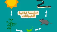 سلسلة غذائية للحيوانات بالصور وأهميتها وأمثلة عليها
