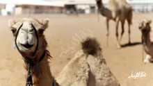 أبرز فوائد ذروة الجمل