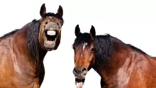 ما هو صوت الحصان؟ دلالات صوته وحركاته