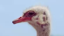 اكتشف ماذا يأكل النعام: الحشائش ليست كل ما يأكله النعام!
