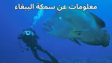 معلومات عن سمكة الببغاء أنواعها وفوائدها الغذائية