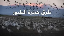 بحث عن طرق هجرة الطيور وأنواعها