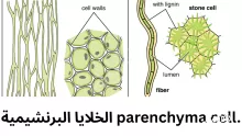 الخلايا البرنشيمية parenchyma cells خلايا رقيقة الجدران.