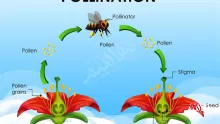 انتقال حبوب اللقاح من المتك الى الميسم في الازهار يسمى