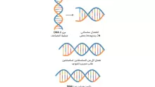 رتب عملية تضاعف dna المبينة في الشكل أدناه