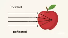 الاشعة المتوازية الساقطة على التفاحة تنعكس متوازية