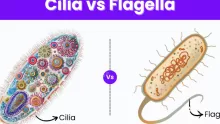 أي صفة من الصفات التالية تنطبق على الأهداب cilia فقط دون الأسواط flagella ؟
