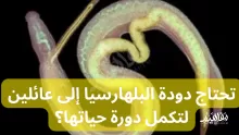 تحتاج دودة البلهارسيا إلى عائلين لتكمل دورة حياتها