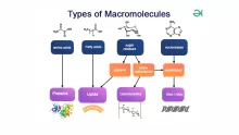 تُقسم الجزيئات الحيوية الكبيرة macromolecules إلى أربع مجموعات رئيسة، هي