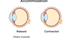 يتغير البعد البؤري لعدسة العين عندما تنقبض، أو تنبسط العضلات المحيطة بالعين