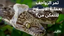 تمر الزواحف بعملية الانسلاخ لتتمكن من