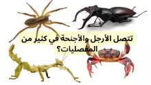 تتصل الأرجل والأجنحة في كثير من المفصليات