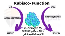 يعد إنزيم روبيسكو rubisco واحدًا من أهم الإنزيمات الحيوية في حلقة كالفن