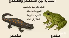 يتشابه السلمندر مع الضفدع بأن كلا منهما