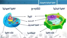 ما الذي يحد من حجم الخلية؟