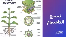نسيج الكامبيوم من الانسجة الموجودة في النبات