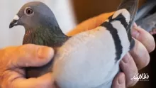 لماذا لا تقبل شهادة مربي الحمام؟